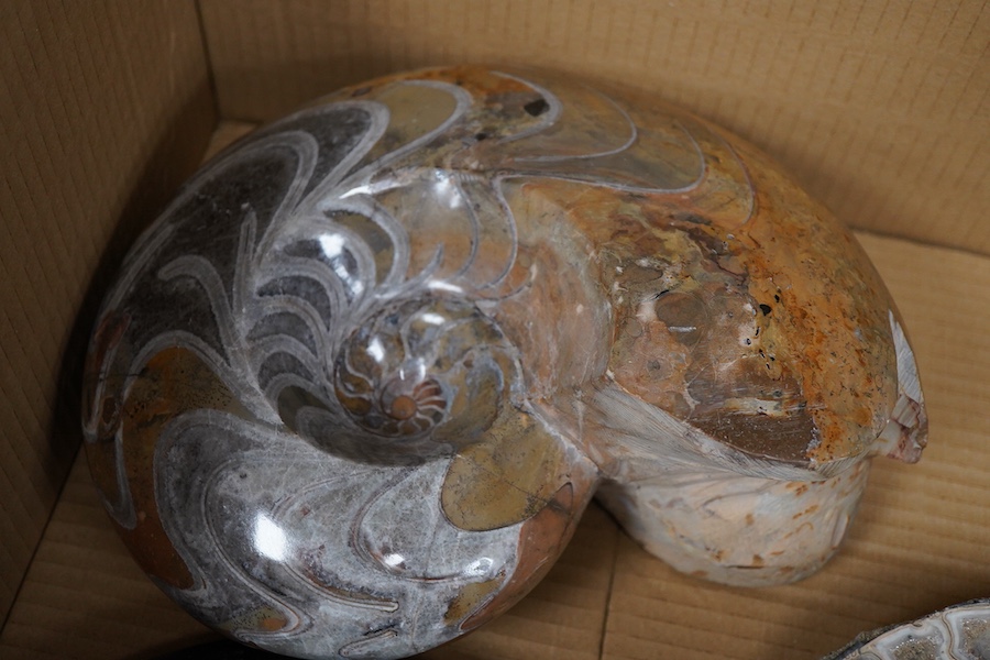 Three fossil specimens of ammonites, all highly polished and one cut as a cross-section, largest diameter 26cm